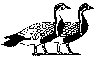 Thumb 
for DUOGEESE.jpg (76 
KB)