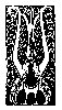 Thumb 
for PEACOCK.jpg (106 
KB)