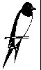 Thumb 
for SWALLOW.jpg (12 
KB)