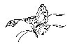 Thumb 
for BFLY_13.jpg (40 
KB)