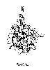 Thumb 
for BASIL.jpg (58 
KB)