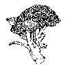 Thumb 
for BROCOLI2.jpg (83 
KB)