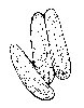 Thumb 
for CUKES.jpg (53 
KB)