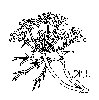 Thumb 
for DILL.jpg (76 
KB)