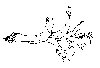 Thumb 
for LEEKS.jpg (72 
KB)