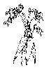 Thumb 
for PARSNIPS.jpg (103 
KB)