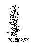 Thumb 
for ROSEMARY.jpg (43 
KB)