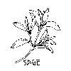 Thumb 
for SAGE2.jpg (48 
KB)