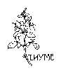Thumb 
for THYME2.jpg (32 
KB)