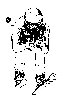 Thumb 
for SKIING3.jpg (40 
KB)